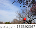 日本・埼玉の梅 136392367