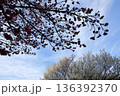 日本・埼玉の梅 136392370