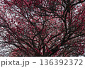 日本・埼玉の梅 136392372
