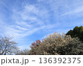 日本・埼玉の梅 136392375