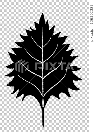 Monochrome illustration and icon of shiso (green shiso) with clearly visible veins Monochrome illustration and icon of shiso (green shiso) with clearly visible veins 136392385