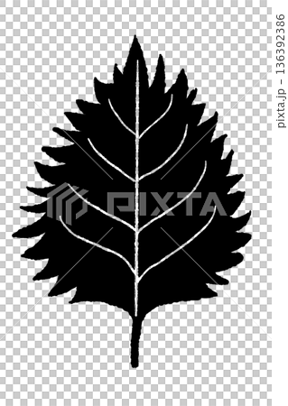 Monochrome illustration and silhouette of perilla (red shiso) with jagged leaves Monochrome illustration and silhouette of perilla (red shiso) with jagged leaves 136392386