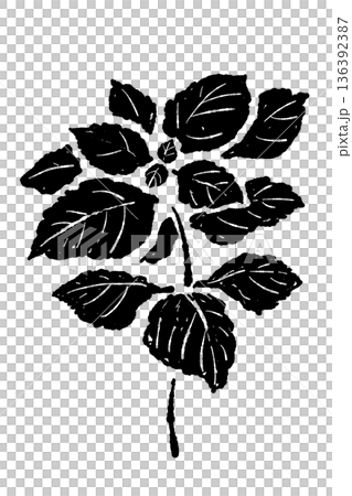 Monochrome illustration of a branched shiso (perilla) plant, silhouette of cultivation and harvest image 136392387