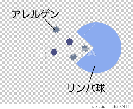 吸收過敏原的淋巴球 吸收過敏原的淋巴球 136392416
