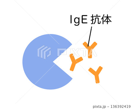 アレルゲンを排除するためlgE抗体を作るリンパ球 アレルゲンを排除するためlgE抗体を作るリンパ球 136392419