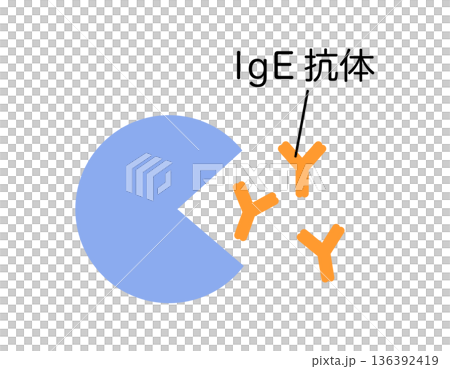 アレルゲンを排除するためlgE抗体を作るリンパ球 アレルゲンを排除するためlgE抗体を作るリンパ球 136392419