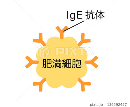 lgE抗体がくっついた肥満細胞 lgE抗体がくっついた肥満細胞 136392437