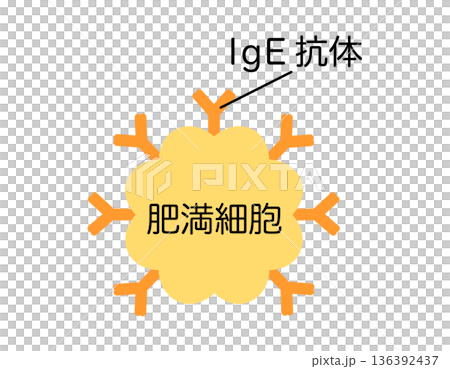 lgE抗体がくっついた肥満細胞 lgE抗体がくっついた肥満細胞 136392437