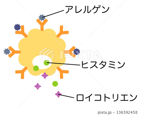 肥満細胞 アレルゲンとlgE抗体が結合して、ヒスタミンやロイコトリエンが排出される 肥満細胞 アレルゲンとlgE抗体が結合して、ヒスタミンやロイコトリエンが排出される 136392458