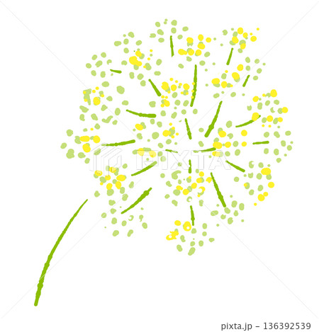 パセリの花のイラスト セリ科特有の細かな花が集まった散形花序のスケッチ 136392539