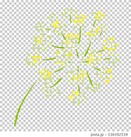 パセリの花のイラスト セリ科特有の細かな花が集まった散形花序のスケッチ 136392539