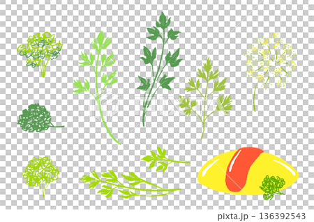 Parsley Variation Set: Assorted Illustrations of Curly Parsley, Italian Parsley, and Omelette 136392543