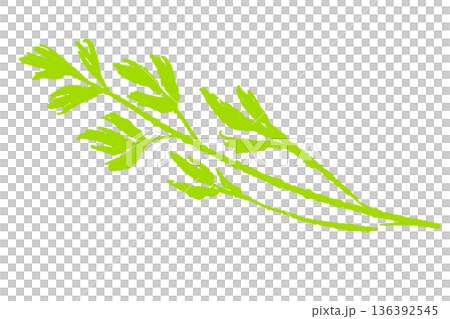 一幅生動的義大利歐芹枝條插圖。是您菜餚的完美點綴或裝飾。 136392545