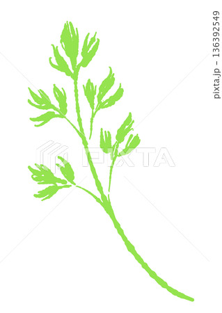 明るい緑色のイタリアンパセリの葉のイラスト サラダや彩りに適したハーブ素材 明るい緑色のイタリアンパセリの葉のイラスト サラダや彩りに適したハーブ素材 136392549