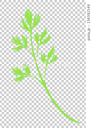 明るい緑色のイタリアンパセリの葉のイラスト サラダや彩りに適したハーブ素材 明るい緑色のイタリアンパセリの葉のイラスト サラダや彩りに適したハーブ素材 136392549