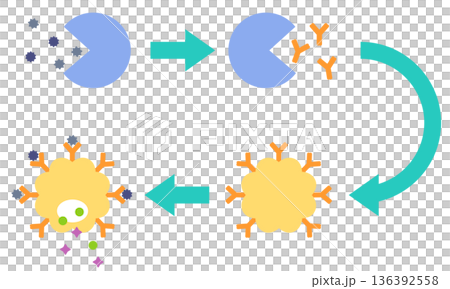 How allergies develop: The mechanism of hay fever 136392558