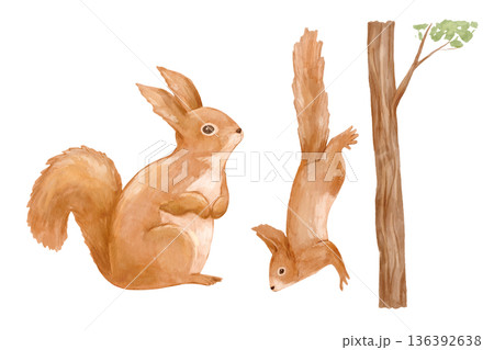 Watercolor realistic squirrel and tree. Nature illustration featuring woodland animals perfect for cards and posters. 136392638