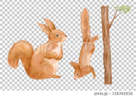 Watercolor realistic squirrel and tree. Nature illustration featuring woodland animals perfect for cards and posters. 136392638