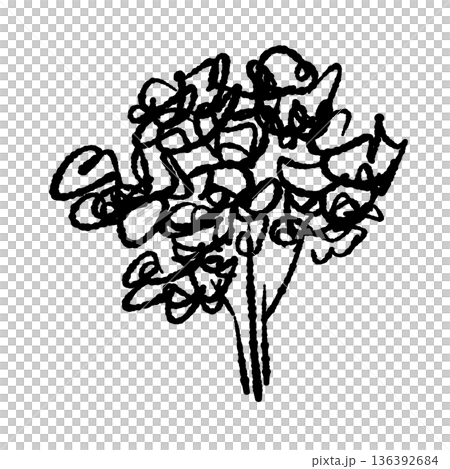 手書き風の縮れパセリ(カーリーパセリ)のモノクロイラスト・線画 手書き風の縮れパセリ(カーリーパセリ)のモノクロイラスト・線画 136392684