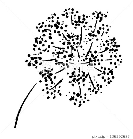パセリの花のモノクロイラスト 細かな花が集まった散形花序のスケッチ パセリの花のモノクロイラスト 細かな花が集まった散形花序のスケッチ 136392685
