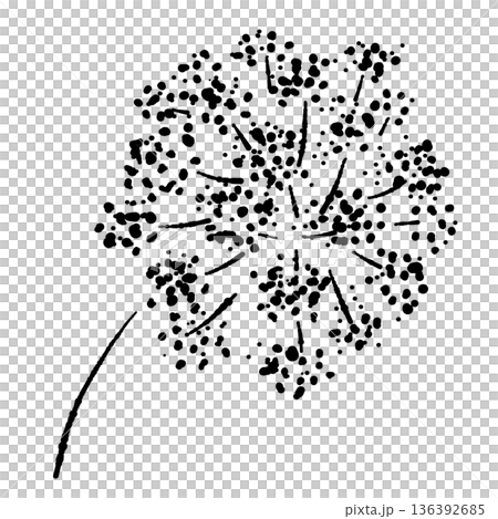 パセリの花のモノクロイラスト 細かな花が集まった散形花序のスケッチ パセリの花のモノクロイラスト 細かな花が集まった散形花序のスケッチ 136392685