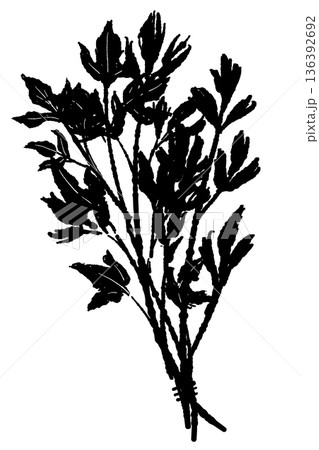 束になったイタリアンパセリのモノクロイラスト 収穫したハーブのブーケ線画 136392692