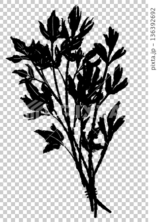 束になったイタリアンパセリのモノクロイラスト 収穫したハーブのブーケ線画 136392692