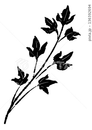 イタリアンパセリの葉のモノクロイラスト 落ち着いた雰囲気のハーブ素材 イタリアンパセリの葉のモノクロイラスト 落ち着いた雰囲気のハーブ素材 136392694