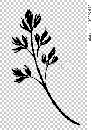 イタリアンパセリの葉のモノクロイラスト サラダやメニューの彩りアイコン 136392695