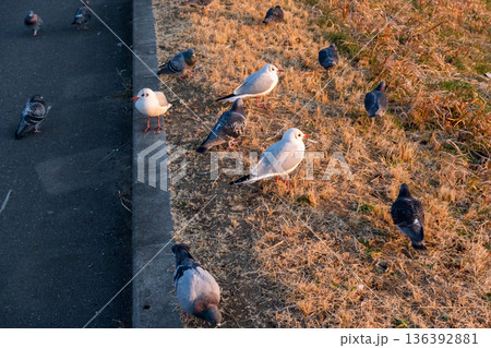 【野鳥】江戸川で休憩するカワラバトとユリカモメ 136392881