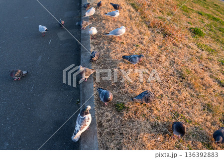 【野鳥】江戸川で休憩するカワラバトとユリカモメ 136392883