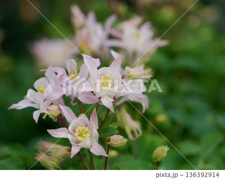 春の花壇の愛らしいセイヨウオダマキ 136392914