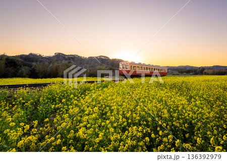 夕暮れの菜の花畑を走る小湊鉄道 136392979