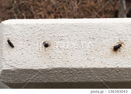 鳥の糞 136393043