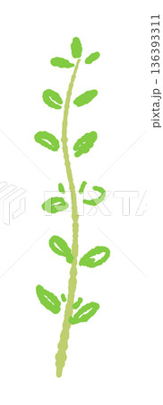 真っ直ぐ伸びたタイムの茎のイラスト 葉が茂った新鮮なハーブ素材 136393311