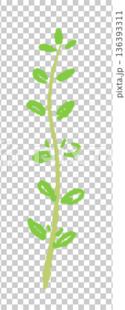 真っ直ぐ伸びたタイムの茎のイラスト 葉が茂った新鮮なハーブ素材 136393311