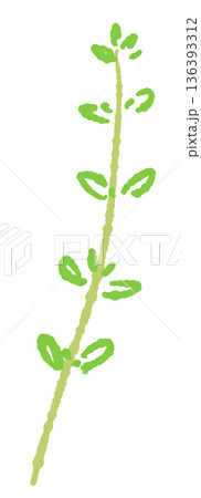 スラリとしたタイムの枝のイラスト アレンジやブーケガルニに適した素材 スラリとしたタイムの枝のイラスト アレンジやブーケガルニに適した素材 136393312