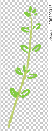 スラリとしたタイムの枝のイラスト アレンジやブーケガルニに適した素材 スラリとしたタイムの枝のイラスト アレンジやブーケガルニに適した素材 136393312
