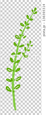 少し曲がったタイムの長い枝のイラスト 自然な動きのあるボタニカル素材 少し曲がったタイムの長い枝のイラスト 自然な動きのあるボタニカル素材 136393314