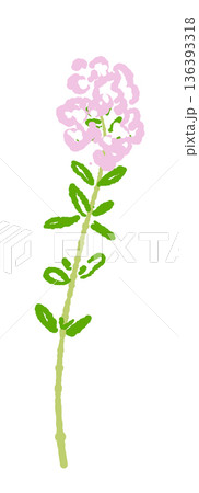 満開のタイムの花のイラスト 庭の彩りやハーブティーのイメージ素材 満開のタイムの花のイラスト 庭の彩りやハーブティーのイメージ素材 136393318