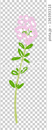 満開のタイムの花のイラスト 庭の彩りやハーブティーのイメージ素材 満開のタイムの花のイラスト 庭の彩りやハーブティーのイメージ素材 136393318