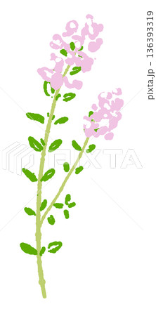 複数の花をつけたタイムの枝のイラスト 華やかなハーブのイメージ素材 複数の花をつけたタイムの枝のイラスト 華やかなハーブのイメージ素材 136393319