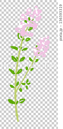 一幅描繪百里香枝條的插圖，枝條上開滿了花。這是一幅非常美麗的香草圖片。 136393319