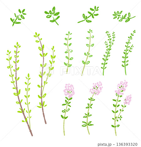 タイムのイラストバリエーションセット 葉・茎・花の詰め合わせ素材 136393320