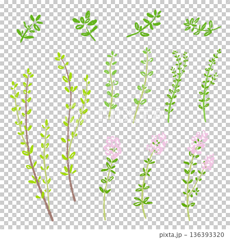 タイムのイラストバリエーションセット 葉・茎・花の詰め合わせ素材 136393320