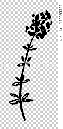 Monochrome illustration of blooming thyme. Silhouette of a cute flowering herb. Monochrome illustration of blooming thyme. Silhouette of a cute flowering herb. 136393331