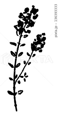 複数の花をつけたタイムの枝のモノクロイラスト 華やかなハーブのシルエット 136393333