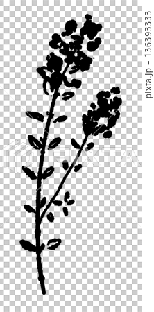 複数の花をつけたタイムの枝のモノクロイラスト 華やかなハーブのシルエット 136393333