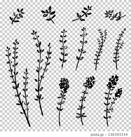 一組單色插圖,包含百里香的葉子、莖和花朵輪廓。 一組單色插圖,包含百里香的葉子、莖和花朵輪廓。 136393334