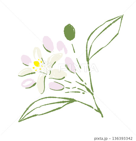 レモンの花と蕾のイラスト 白く可憐な花と緑の葉のボタニカル素材 136393342